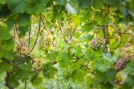 wine-grapes-green-vintage-626601.jpg