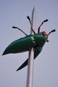 beetle-art-bug-needle-leuven-230431.jpg