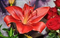 lily-red-flower-670443.jpg