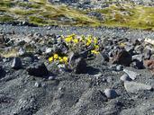 iceland-lava-plant-flower-grey-286851.jpg