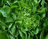 salad-leaf-lettuce-lettuce-frisch-346250.jpg