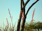 wildflowers-blue-sky-tree-nature-629943.jpg