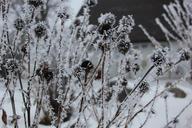 seed-pods-frost-garden-606045.jpg