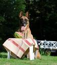 dog-trick-dog-shows-a-trick-malinois-672646.jpg