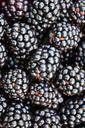 blackberries-background-close-black-1541314.jpg