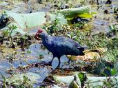 purple-swamphen-purple-moorhen-172749.jpg