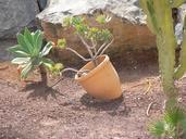 sand-pot-plant-still-life-garden-603902.jpg