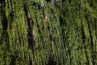 moss-weave-green-stone-fouling-740735.jpg