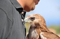 raptor-buzzard-look-bird-feathers-1338718.jpg