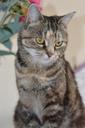 cat-tabby-feline-pet-domestic-463544.jpg