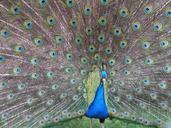 peacock-fan-tail-plumage-peafowl-637850.jpg