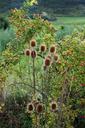 weed-meadow-thistle-meadow-flower-1123051.jpg