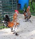 rooster-pair-bantam-black-orange-1235174.jpg