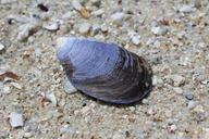 shell-beach-sea-1402871.jpg