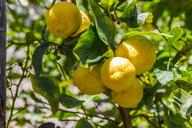 lemons-lemon-lemon-tree-fruit-1620330.jpg