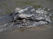 alligator-florida-everglades-1062480.jpg