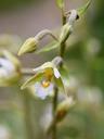 swamp-gigantea-blossom-bloom-402115.jpg