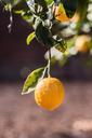 lemons-trees-fruits-925533.jpg