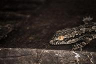 gecko-reptile-lizard-wildlife-260475.jpg