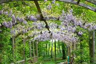 wisteria-flowers-flowering-plants-220683.jpg