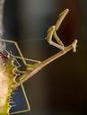 praying-mantis-mantid-mantis-insect-1164138.jpg