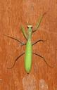 praying-mantis-european-mantis-1555030.jpg