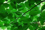 green-leaves-nature-leaf-summer-645128.jpg