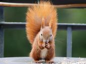 squirrel-eichkater-animal-world-1001701.jpg