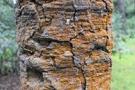 ancient-tree-textures-trunk-667159.jpg