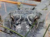 alligator-florida-everglades-usa-936073.jpg