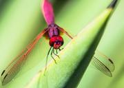 dragonfly-insect-close-365209.jpg