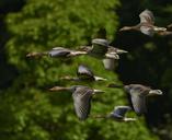 flock-of-birds-canada-geese-geese-350290.jpg