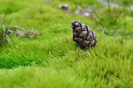 cone-grass-moss-macro-nature-1337871.jpg