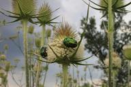 beetle-bug-cutleaf-dipsacus-green-87865.jpg