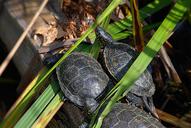 marsh-turtles-close-zoo-animal-1556692.jpg