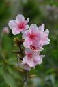 cherry-blossoms-flower-flowers-746695.jpg