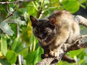 kitten-cat-feline-cute-kitty-tree-632633.jpg