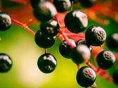 berries-elder-black-elderberry-949061.jpg