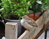 sparrow-sperling-house-sparrow-1075684.jpg