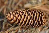 cone-forest-nature-wood-584122.jpg