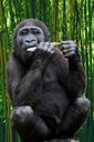 gorilla-ape-primate-monkey-971411.jpg