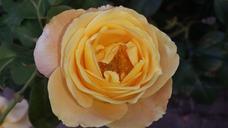 yellow-rose-flower-rose-yellow-993019.jpg