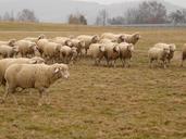 flock-of-sheep-sheep-flock-49664.jpg