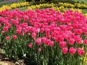 tulips-flowers-springtime-colour-793686.jpg