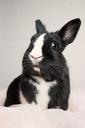 bunny-rabbit-cute-animal-happy-435170.jpg