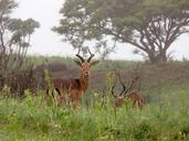 impala-buck-antelope-acacia-165043.jpg