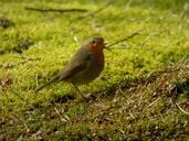 robin-bird-nature-grass-501791.jpg