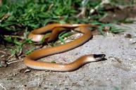 snake-headed-black-plains-snakes-387219.jpg