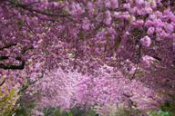 cherry-blossoms-pink-purple-spring-365494.jpg