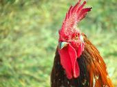 rooster-cock-poultry-cockerel-fowl-243227.jpg